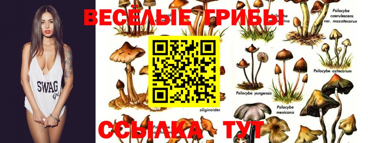 Псилоцибиновые грибы мицелий Чистополь